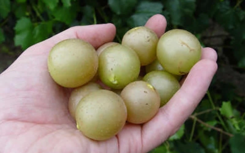 Summit Muscadine - 1 Gallon Pot - Image 4