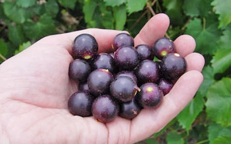 Noble Muscadine Grape Vine (Self Fertile) - 1 Gallon Pot - Image 4