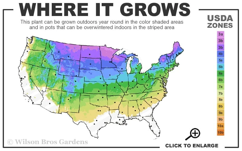 Phantom Hydrangea - 1 Gallon Pot - Image 3
