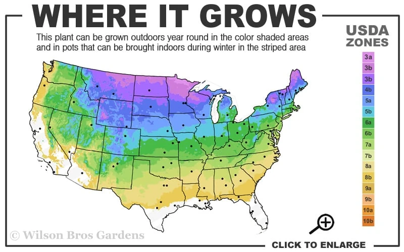 Emerald Cushion Blue Creeping Phlox - 1 Gallon Pot - Image 3