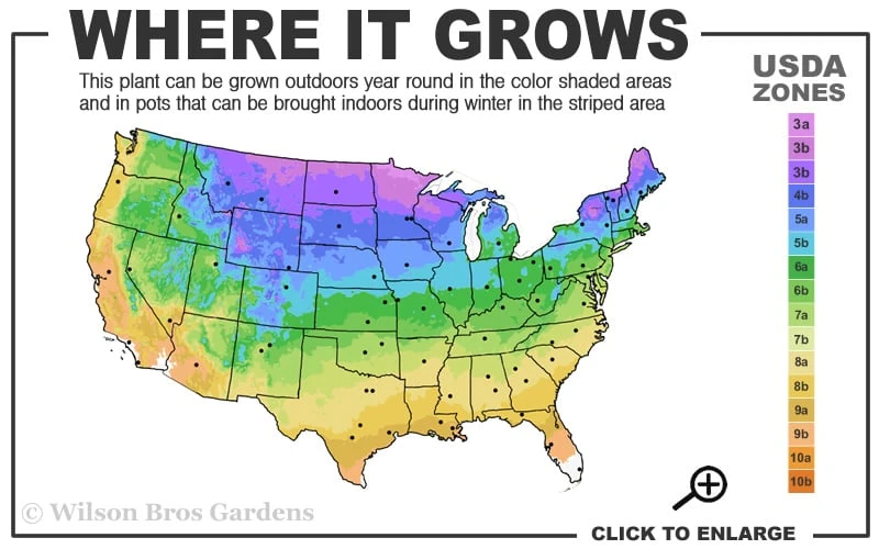 Bronze Beauty Ajuga (Bugleweed) - 5 Pack Of 4" Pint Pots - Image 3