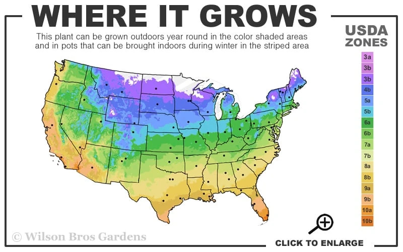 White Drift Rose - 2 Gallon Pot - Image 3