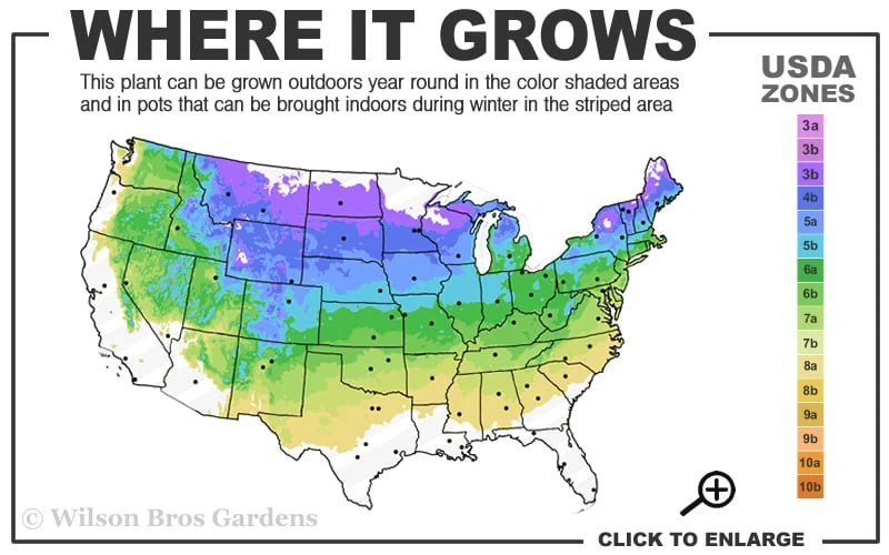 Heritage Raspberry - 1 Gallon Pot - Image 3