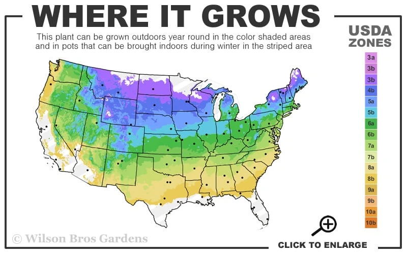 Pink Lemonade Blueberry - 3 Gallon Pot - Image 3