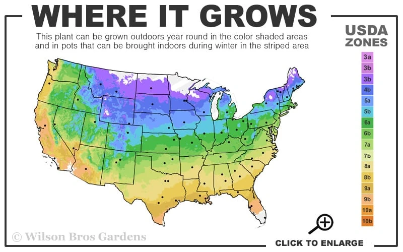 Green Mound Juniper - 1 Gallon Pot - Image 3