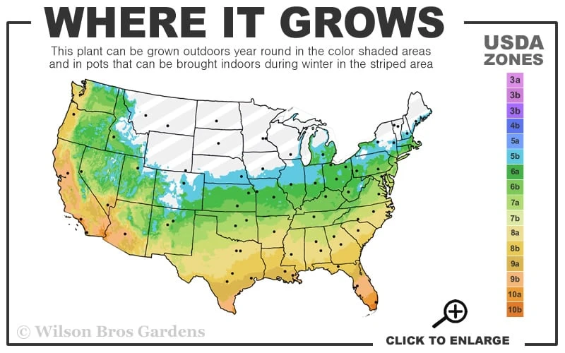 Emerald Goddess Liriope (Lilyturf) - 6-Pack Of 1 Gallon Pots - Image 3