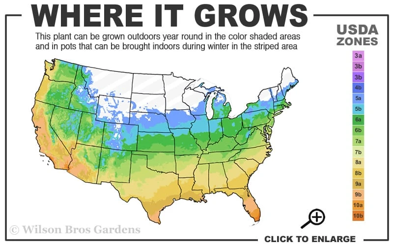 Dwarf Mondo Grass - 36 Pack Of 3.5" Pint Pots - Image 3
