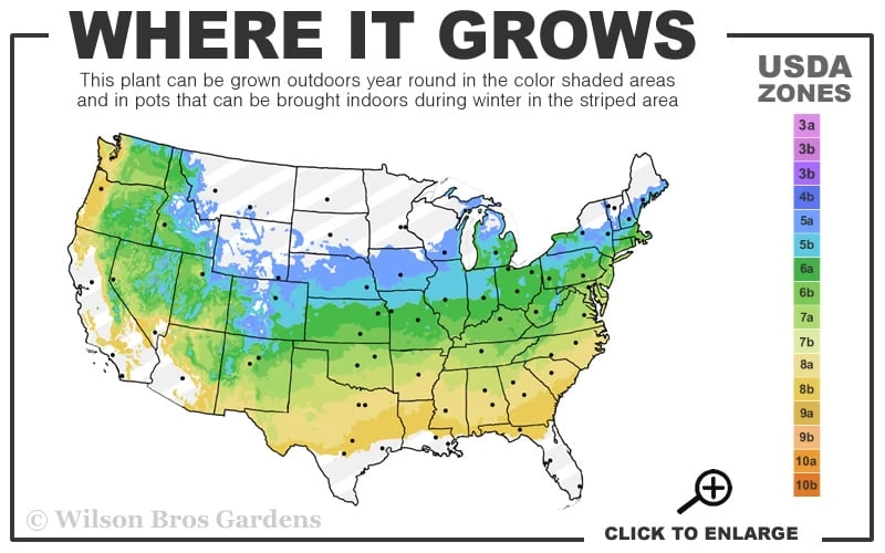 Legacy Highbush Blueberry - 6 Pack Of 1 Gallon Pots - Image 3