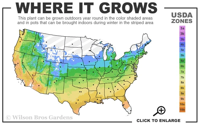 Penny Mac Hydrangea - 2 Gallon Pot - Image 3