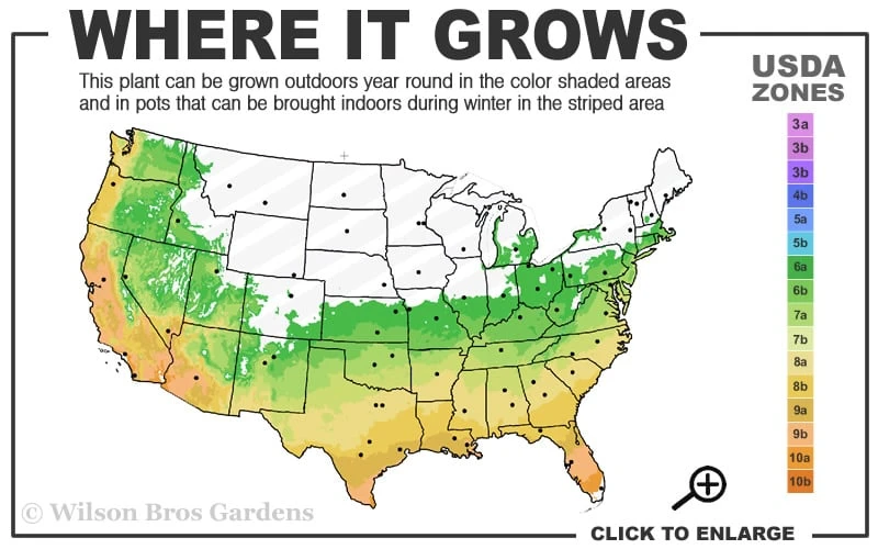 Winter's Snowman Camellia Hybrid - 7 Gallon Pot (3-4') - Image 3