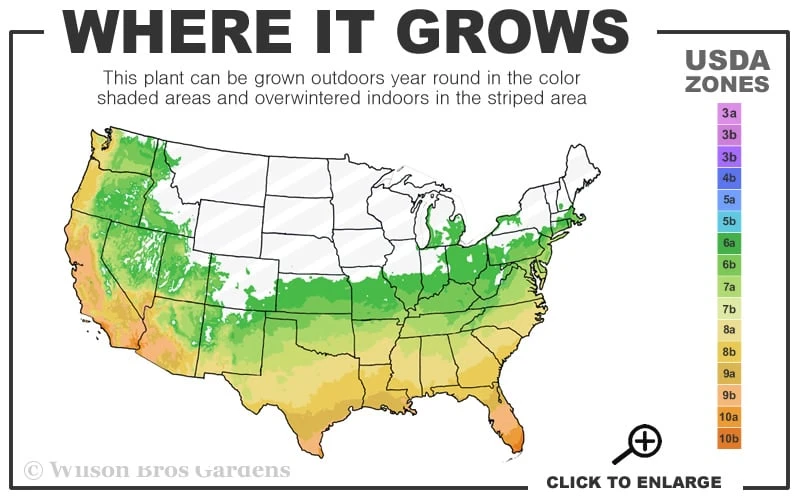 Sunshine Ligustrum - 2 Gallon Pot - Image 3