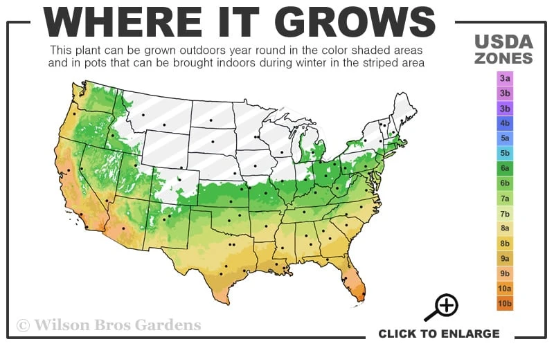 Variegated Liriope - Lilyturf - 18 Count Flat Of 3.5" Pint Pots - Image 3