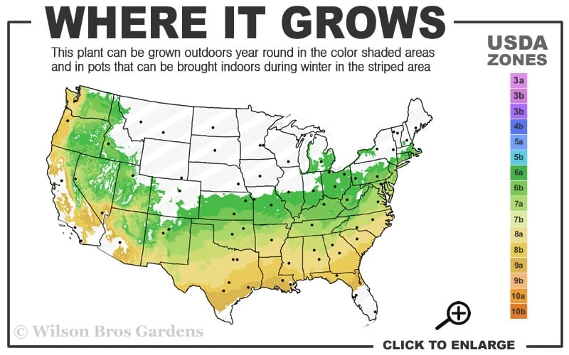Titan Blueberry - 3 Gallon Pot - Image 3