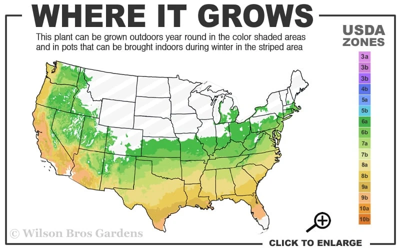 Olive Martini Elaeagnus - 1 Gallon Pot - Image 3