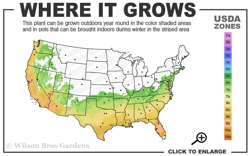 Arctic Dawn Cold Hardy Pink Camellia Hybrid - 3 Gallon Pot - Image 3