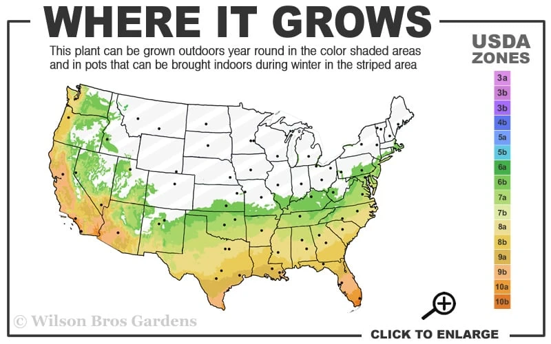 Governor Mouton Red Camellia Japonica - 3 Gallon Pot - Image 3