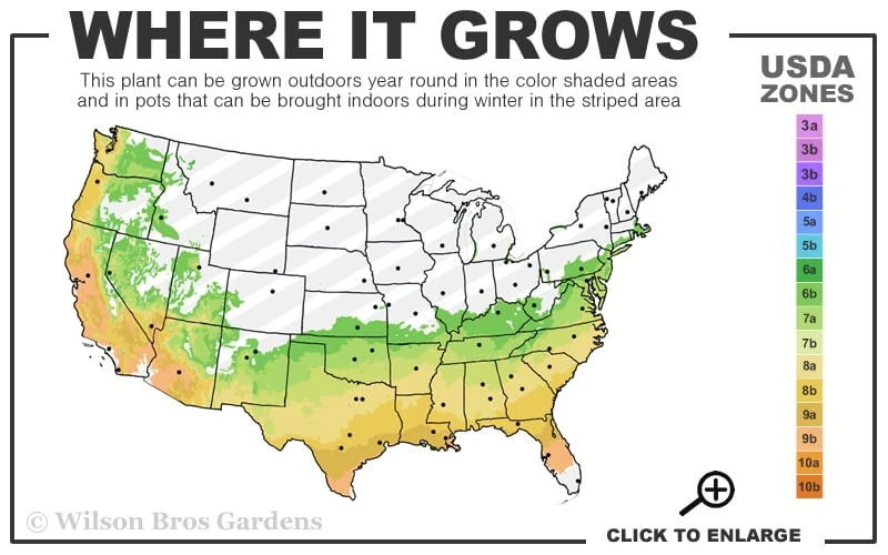 Autumn Pink Icicle Cold Hardy Camellia - 3 Gallon Pot - Image 3