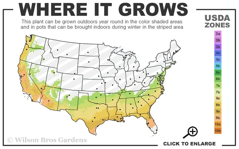 Cinnamon Girl Distylium (Evergreen Witch Hazel) - 3 Gallon Pot - Image 3