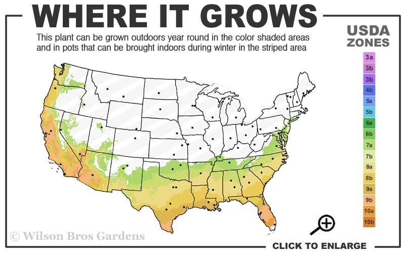 Pink Snow Camellia Sasanqua - 1 Gallon Pot - Image 3
