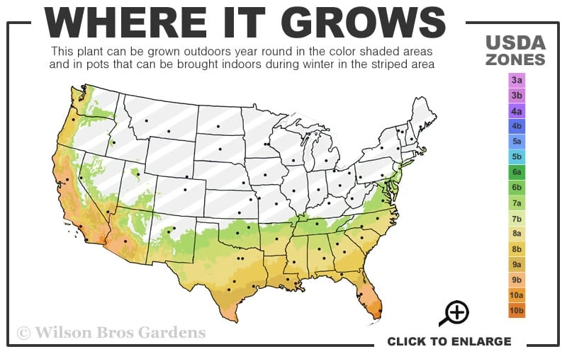 Brilliant Gem Fragrant Camellia Japonica 'Herme' - 1 Gallon Pot - Image 3