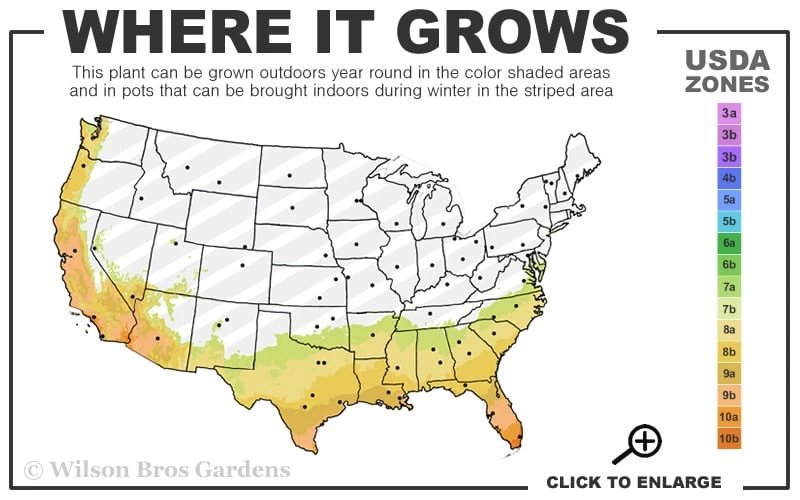 Magnolia Fig Tree - 1 Gallon Pot - Image 3