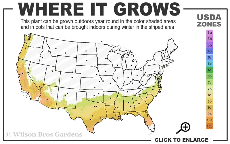Austin Rabbiteye Blueberry - 1 Gallon Pot - Image 3