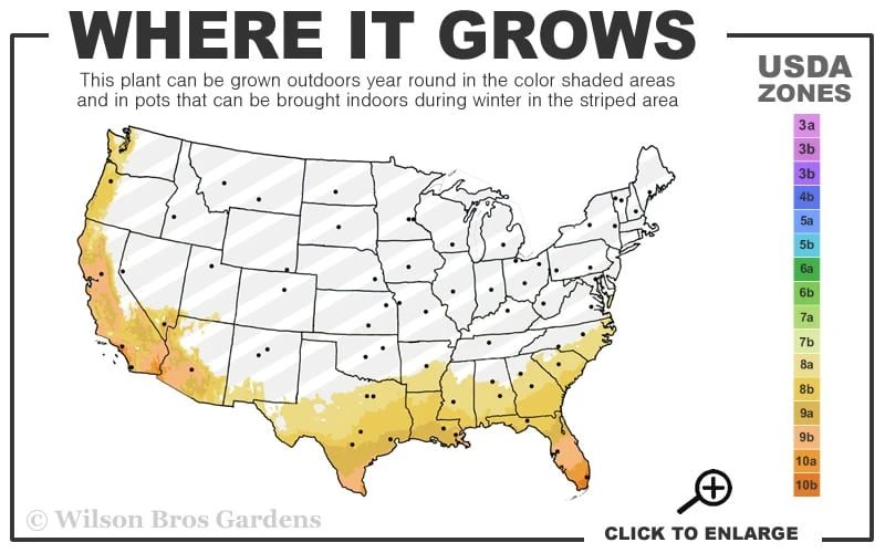 EnduraScape Red Verbena - 5 Pack Of Quart Pots - Image 3