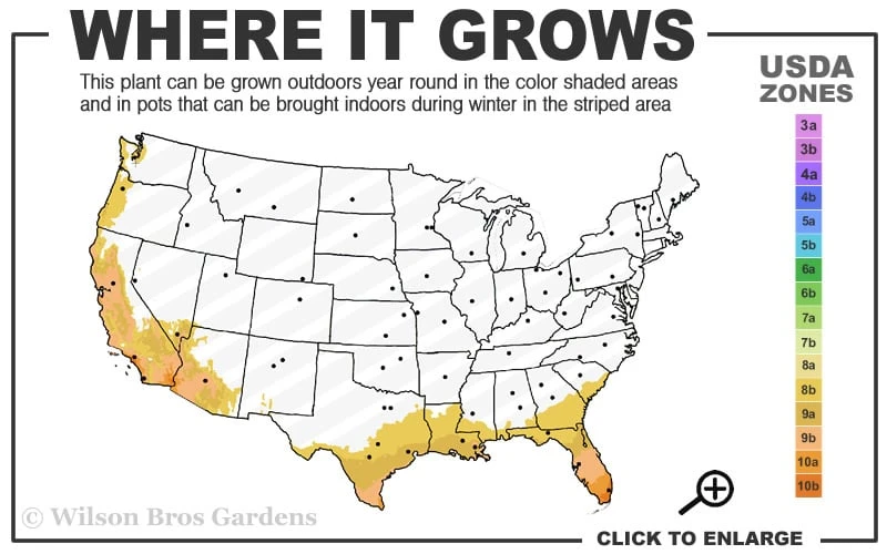Bells Of Fire Tecoma - Esperanza - 1 Gallon Pot - Image 3