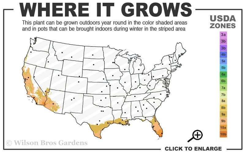 Meyer Lemon Tree (Citrus X Meyeri) - 5 Gallon Pot - Image 3
