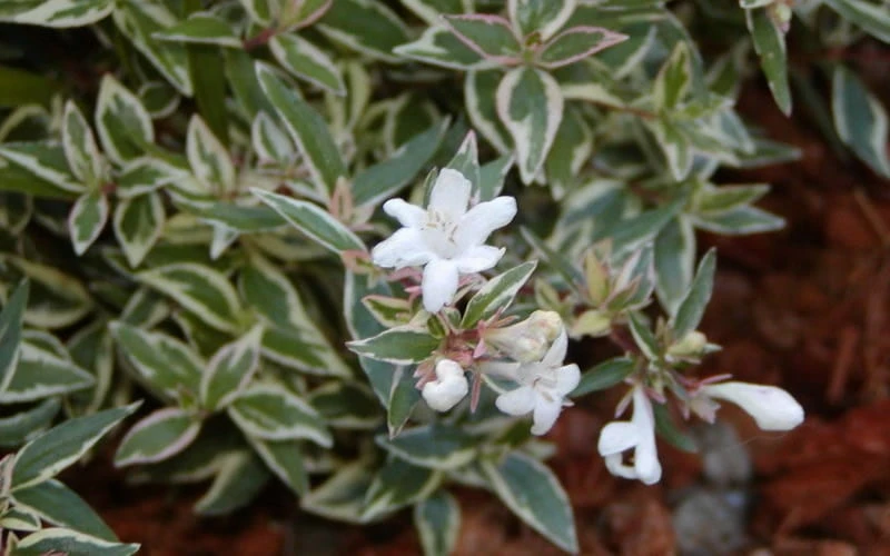 Confetti Dwarf Abelia - 3 Gallon Pot - Image 6