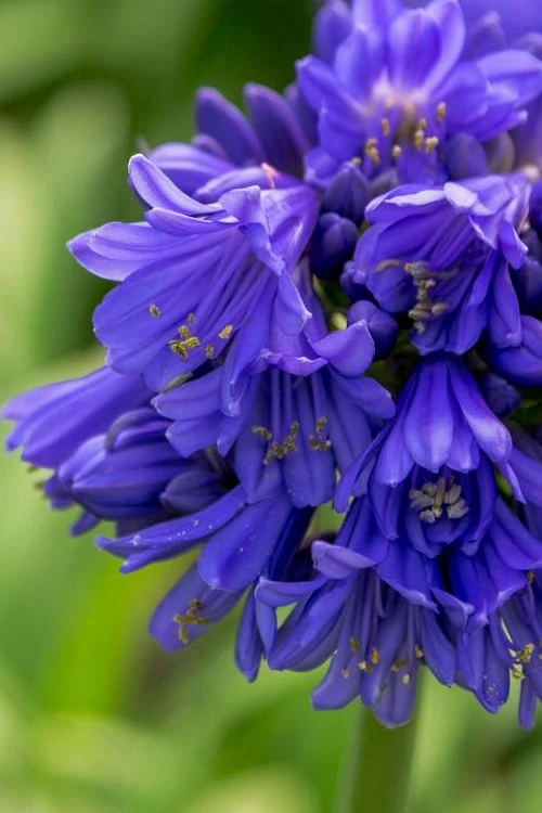 Ever Midnight Agapanthus (Lily Of The Nile) - 1 Gallon Pot - Image 5