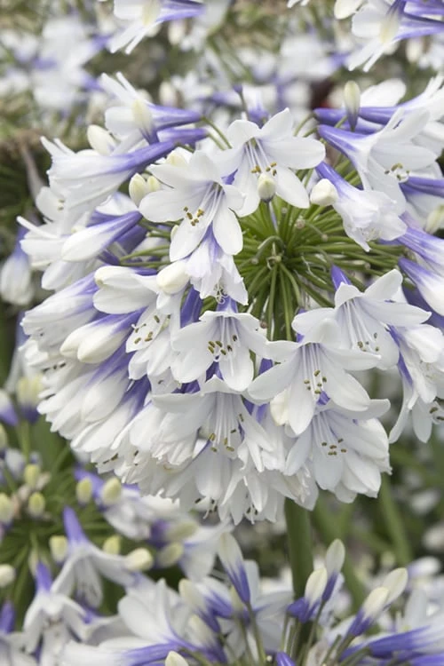 Indigo Frost Agapanthus - 1 Gallon Pot