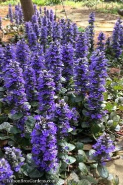 Catlins Giant Ajuga - Bugleweed - 18 Pack Of 3.5" Pots
