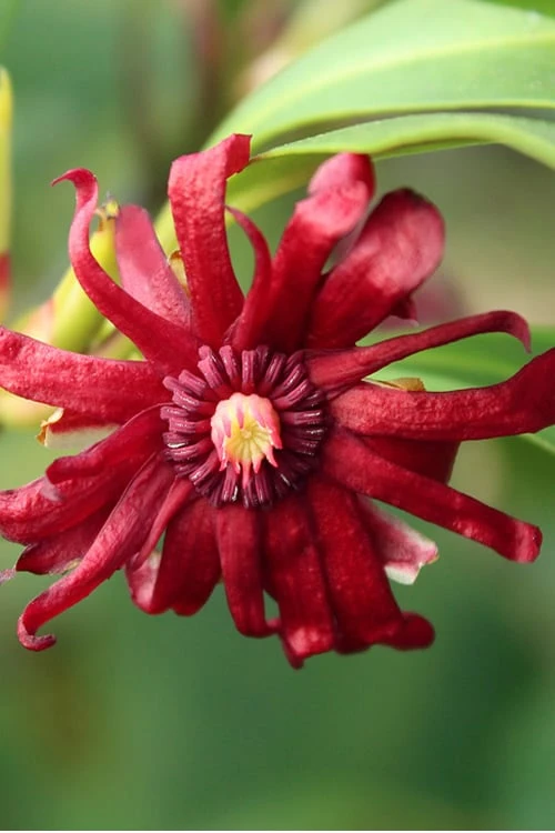 Miss Scarlett Florida Anise (Illicium Floridanum) - 3 Gallon Pot - Image 4