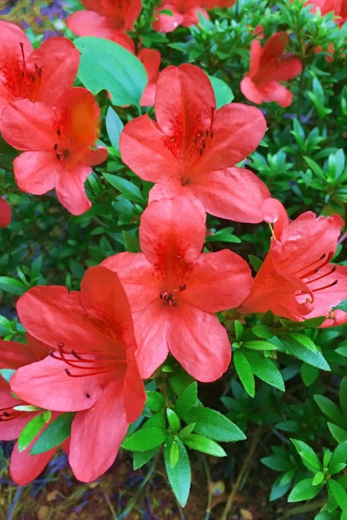 Flame Creeper Dwarf Spreading Azalea - 1 Gallon Pot - Image 4