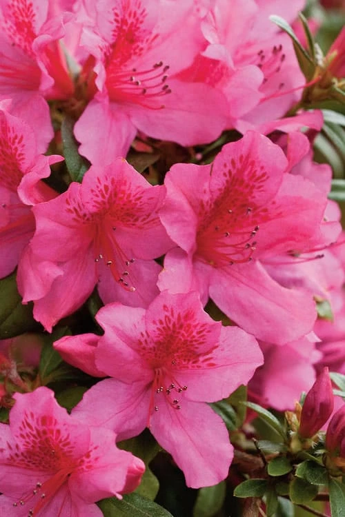 Pride Of Mobile Azalea - 3 Gallon Pot - Image 4