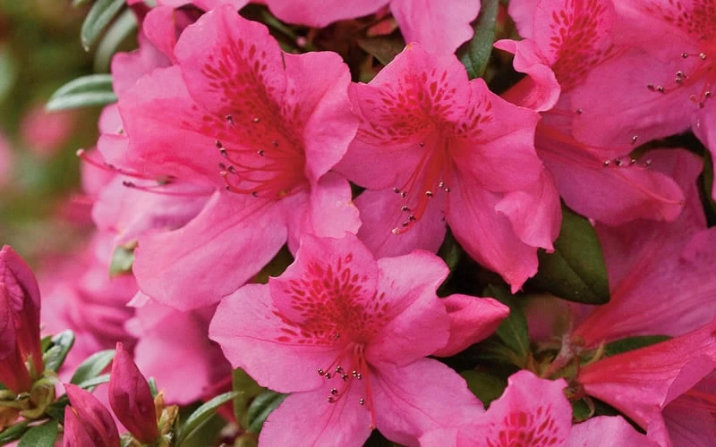 Pride Of Mobile Azalea - 3 Gallon Pot - Image 5
