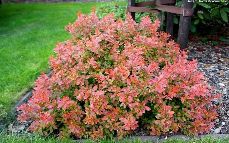 Admiration Barberry - 2 Gallon Pot - Image 5