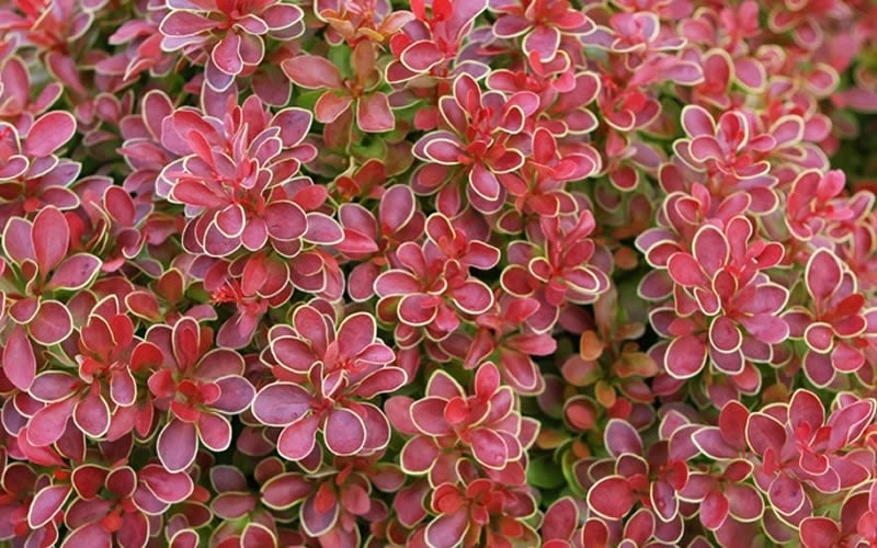 Admiration Barberry - 2 Gallon Pot - Image 7