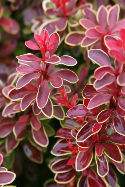 Admiration Barberry - 1 Gallon Pot - Image 6