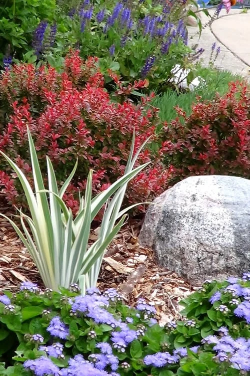 Admiration Barberry - 2 Gallon Pot - Image 4