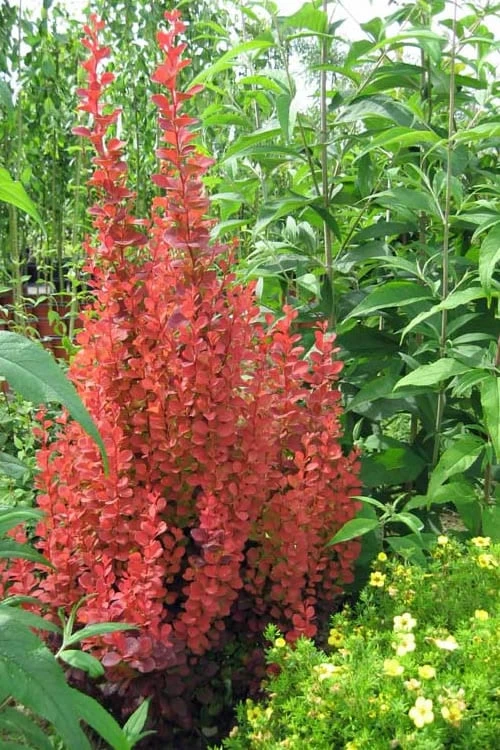 Orange Rocket Barberry - 2 Gallon Pot