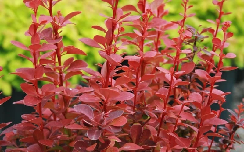 Orange Rocket Barberry - 1 Gallon Pot - Image 4