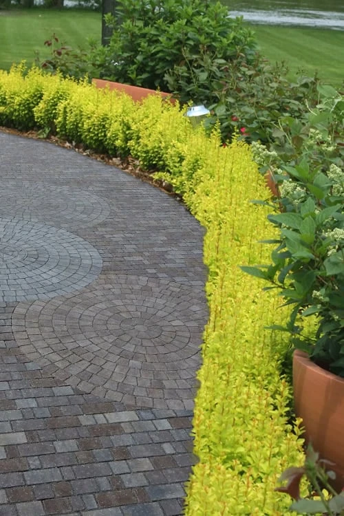 Sunjoy Gold Pillar Barberry - 1 Gallon Pot - Image 4