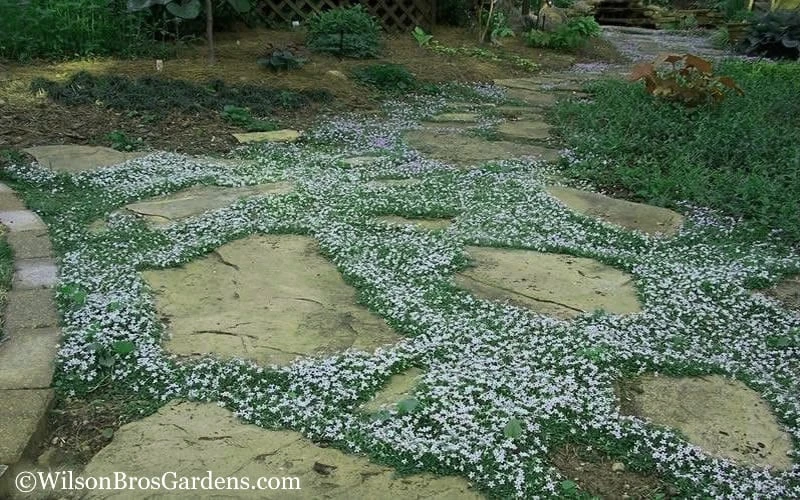 Blue Star Creeper (Laurentia Fluviatilis) - 5 Pack Of Pint Pots - Image 7
