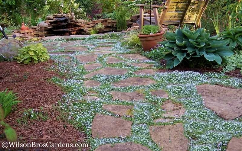Blue Star Creeper (Laurentia Fluviatilis) - 5 Pack Of Pint Pots - Image 5