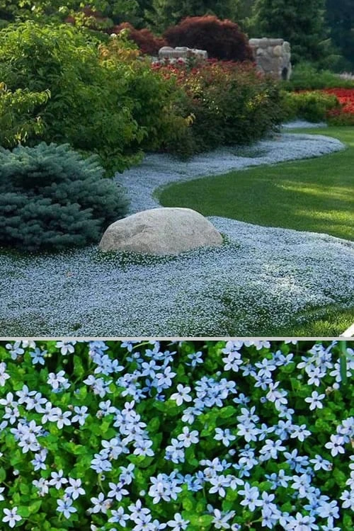 Blue Star Creeper (Laurentia Fluviatilis) - 5 Pack Of Pint Pots - Image 6