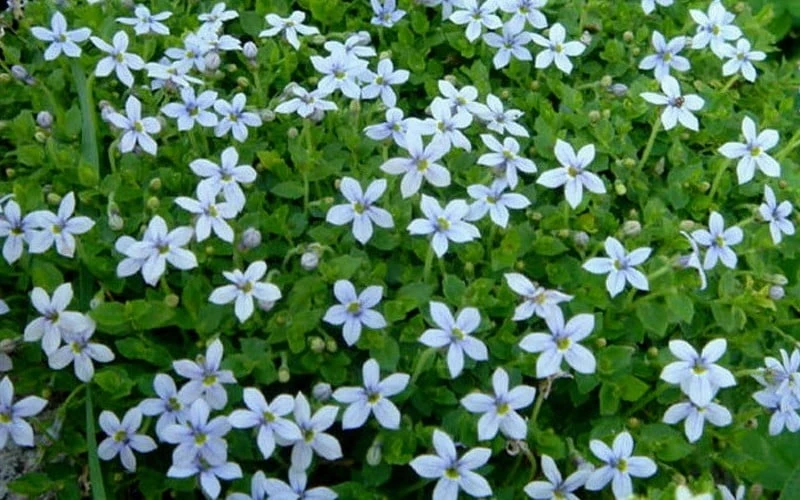 Blue Star Creeper (Laurentia Fluviatilis) - 5 Pack Of Pint Pots - Image 4