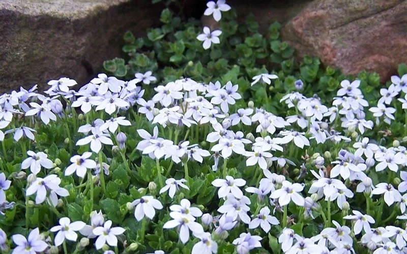 Blue Star Creeper (Laurentia Fluviatilis) - 5 Pack Of Pint Pots - Image 9