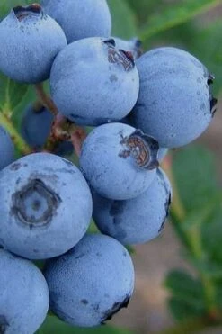 Alice Blue Rabbiteye Blueberry - 1 Gallon Pot